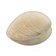 anodontia fragilis