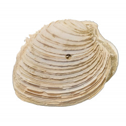 venus multilamella