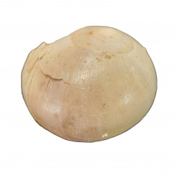 Cepatia cepacea