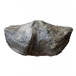 Cyrtospirifer grabaui