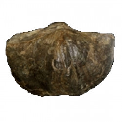 Cyrtospirifer sp