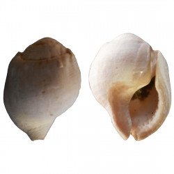 Gyrineum (bursa) marginatum