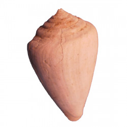 Conus mediterraneus