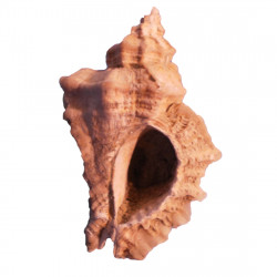 Ocenebra erinacea
