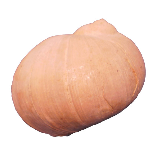 Natica trigrina