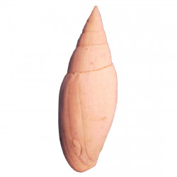 Mitra fusiformis