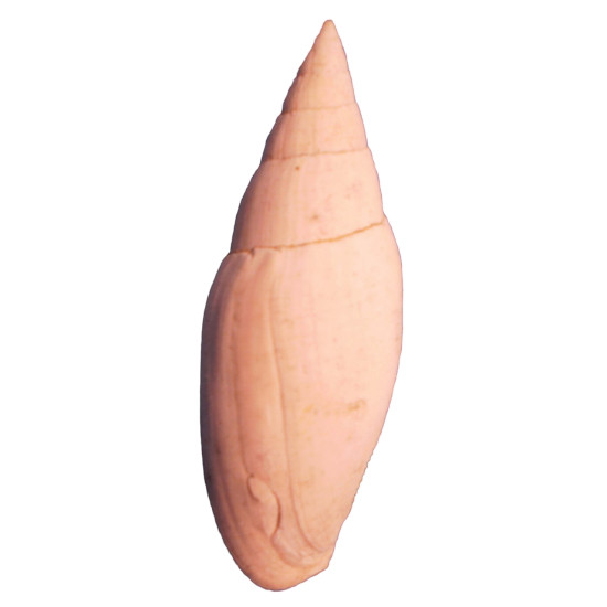 Mitra fusiformis