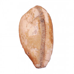 Schilderia flavicula