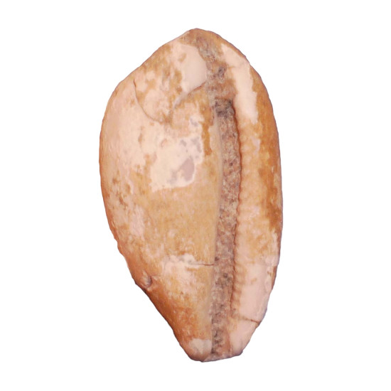 Schilderia flavicula