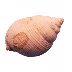 Demoulia conglobata