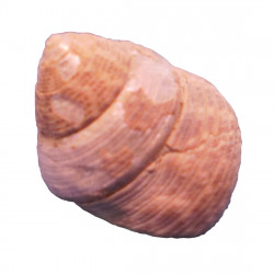 Jujubinus sp