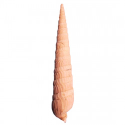 Strioterebrum pliocenicum