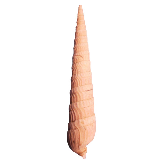 Strioterebrum pliocenicum