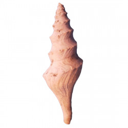 Turricula dimidiata