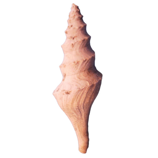 Turricula dimidiata
