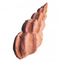 Narona vaticosa