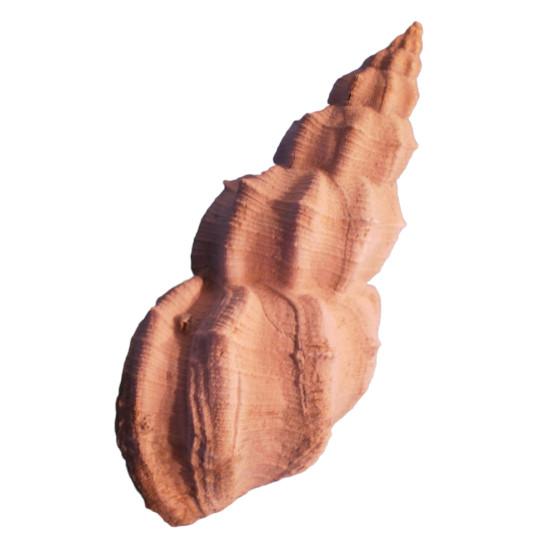 Narona vaticosa
