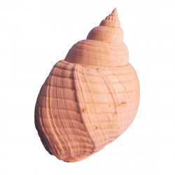 Nassavius obligatus