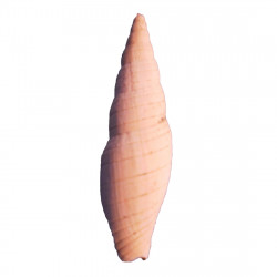 Mitra alligata