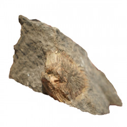 Septimopeltis magnispina