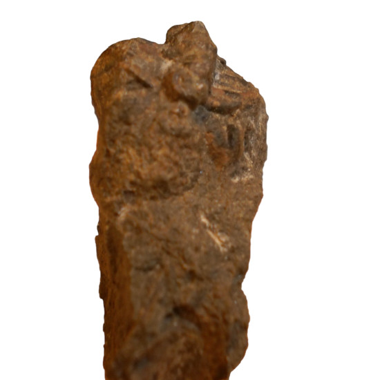 Geesops spardinodosus
