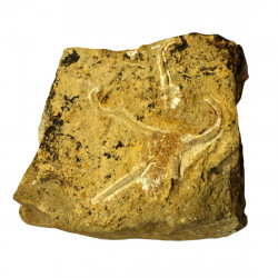 Ophiure indéterminé (sinèmurien)