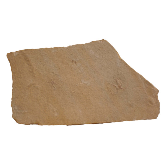 Sinosura kelheimense