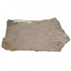 Sinosura kelheimense