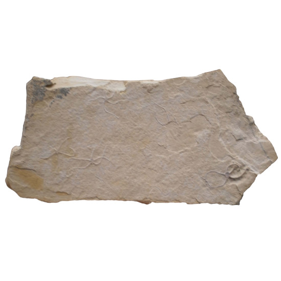 Sinosura kelheimense