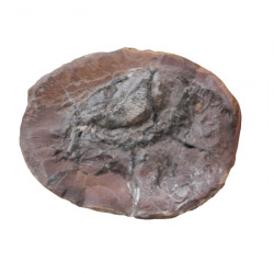 Mecochirus sp
