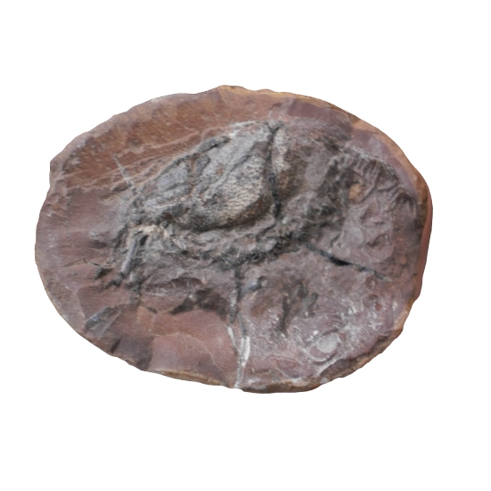 Mecochirus sp
