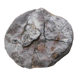 Mecochirus sp