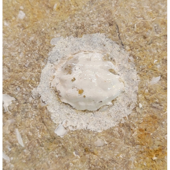 glypthithireus whiterelli