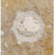 glypthithireus whiterelli