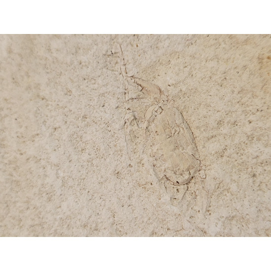 Pinnixia galliheri 