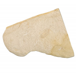 Pinnixia galliheri 