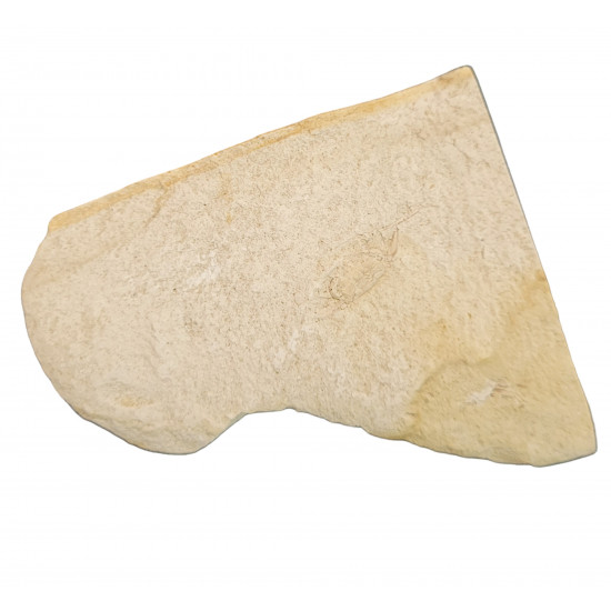 Pinnixia galliheri 