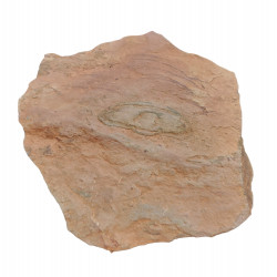 Trilobite