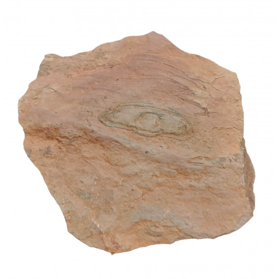 Trilobite