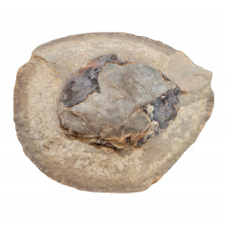 Pulalius vulgaris