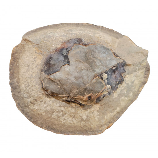 Pulalius vulgaris