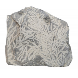 chondrites bollensis