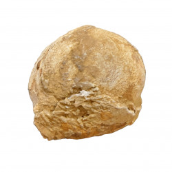 fossil seed