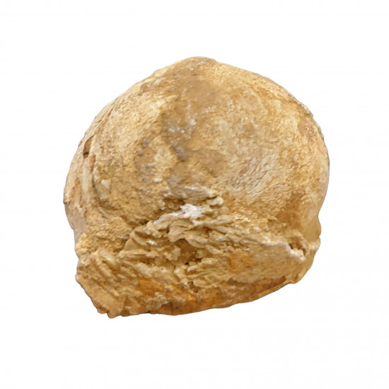 fossil seed