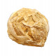 fossil seed