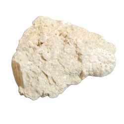 daira speciosa