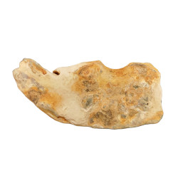 Macropthalmus latreillei