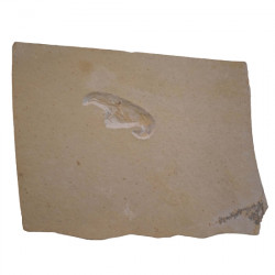 Mecochirus longimanatus