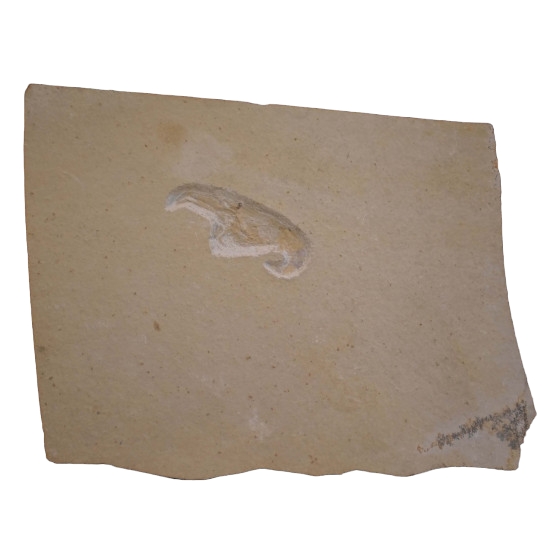 Mecochirus longimanatus