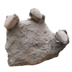 Ranilia muriceta x3